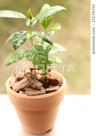 Coffee tree 13234350