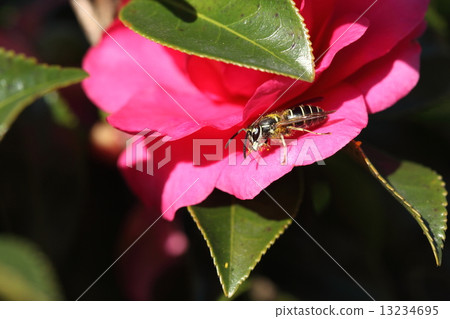 Living thing insects black clover, adult wasps, but I have a jaw that seems to be robust 13234695