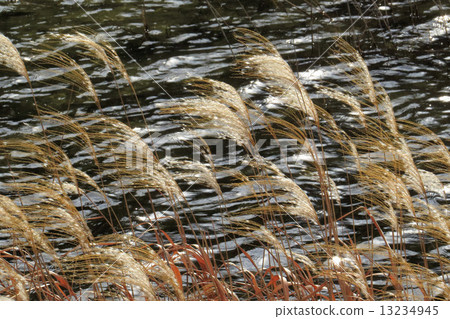 枯萎的花 13234945