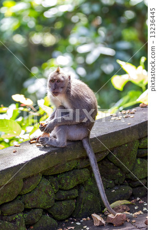 Monkey eating fruit in ubud forest, Bali 13236445