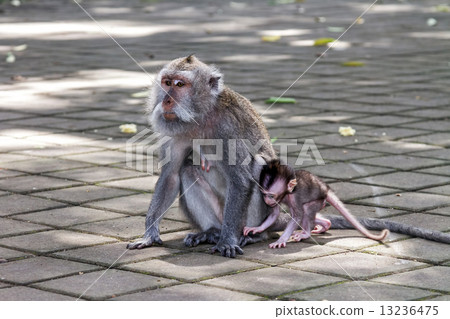 Monkey with a baby 13236475
