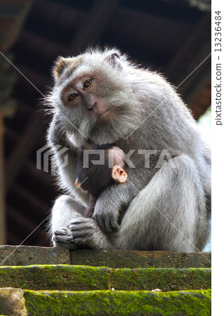 Thoughtful monkey with a baby 13236484