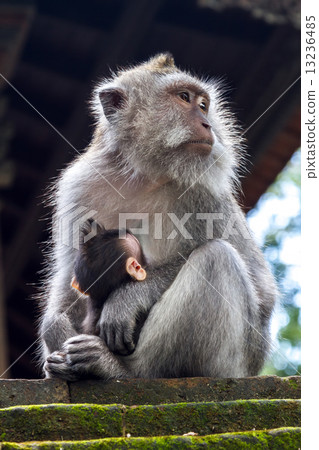 Thoughtful monkey with a baby 13236485