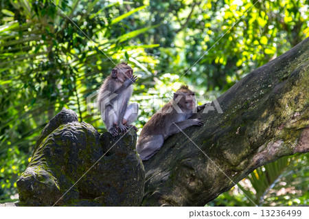 Two monkeys in Bali Ubud forest 13236499