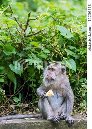 Monkey eating fruit in ubud forest, Bali Monkey eating fruit in ubud forest, Bali 13236518