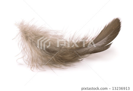 Feather 13236913