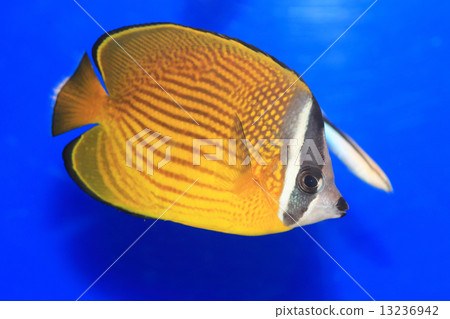 蝴蝶魚 蝴蝶魚 13236942