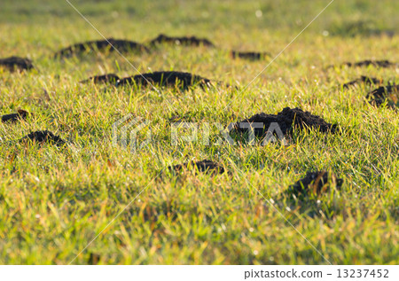 Mole Hills in the Grass 13237452