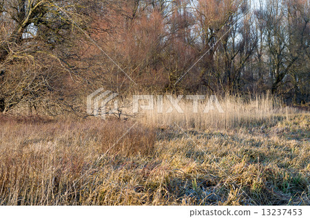 Winter Floodplain Forest 13237453
