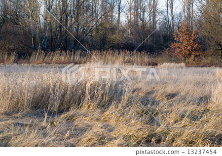 Dried Winter Reeds 13237454