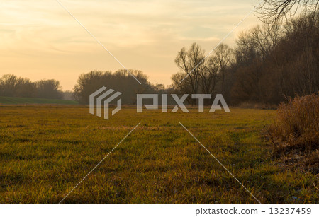 On the Edge of a Floodplain Forest 13237459