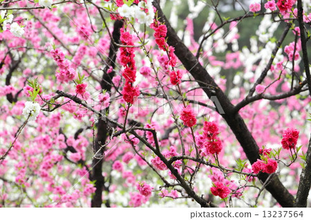  桃花 13237564