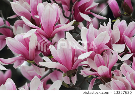 Shimokuren Shimokuren 13237620