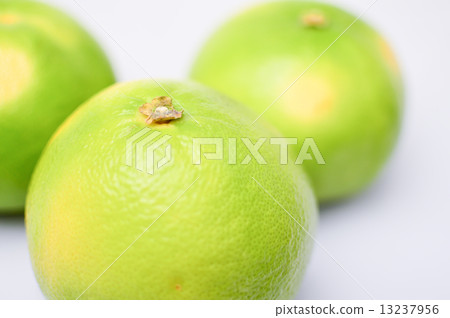Delicious citrus orobranco fruit picture material 13237956