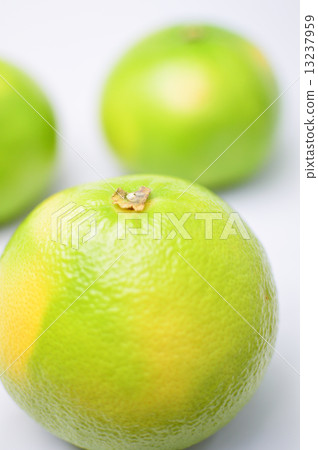 Delicious citrus orobranco fruit picture material 13237959