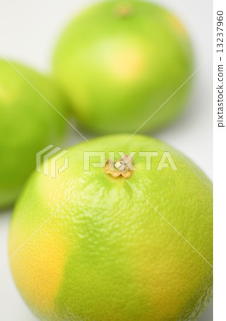 Delicious citrus orobranco fruit picture material 13237960