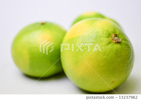 Delicious citrus orobranco fruit picture material 13237962