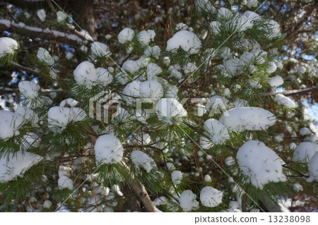 Goryoba樹和第一場雪 13238098
