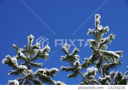 Black pine tree and first snow 13238228