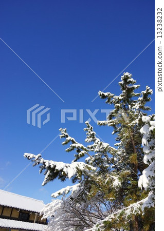 黑松樹和第一場雪 13238232