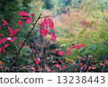 Yamadakei公園秋葉 13238443