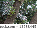 Yamadakei公園樹 13238445