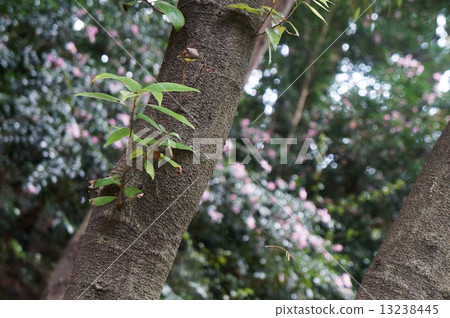 Yamadakei Park Tree 13238445