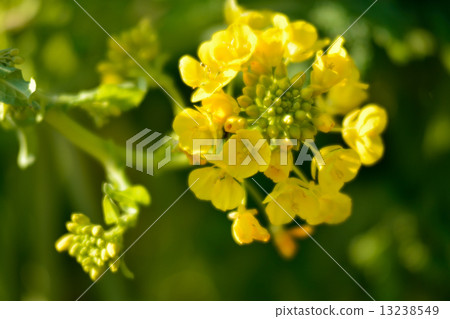強姦開花 13238549