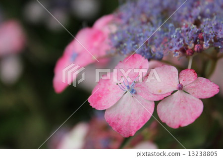  Gaku hydrangea 13238805