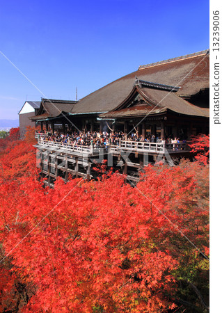 November Kyoto Island Kyoto Island temple and autumn leaves 13239006