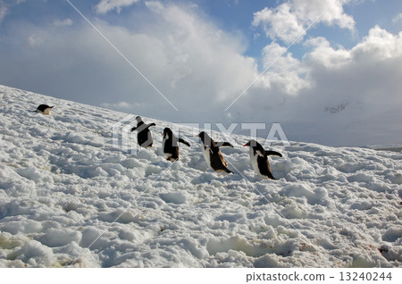 Antarctic penguins 13240244