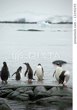 Antarctic penguins 13240245