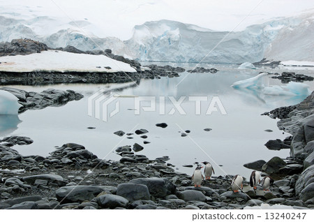 Antarctic penguins 13240247