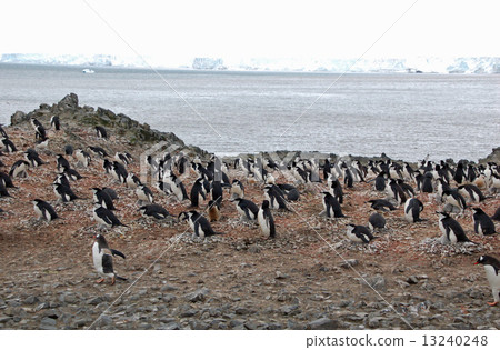Antarctic penguins Antarctic penguins 13240248