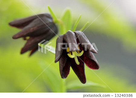 Black lily 13240386