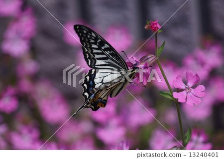 Swallowtail蝴蝶和sirene 13240401