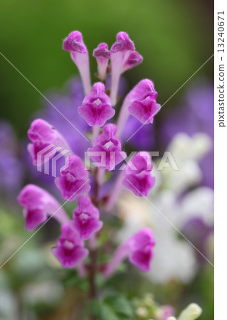 Flower of Kobanotatsunami 13240671