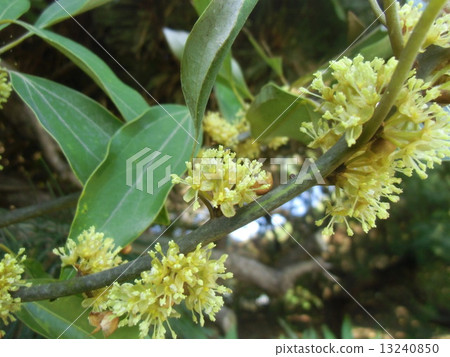 男性silodamo花在Kemigawa河的縣道路邊種植了大量 13240850