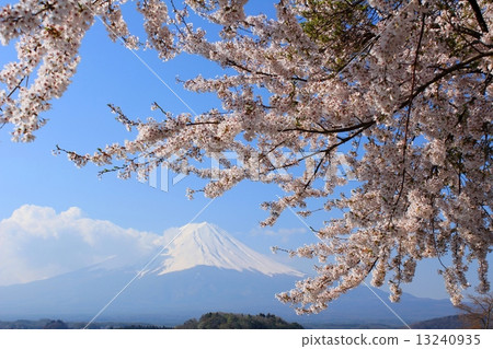 Mount Fuji and full bloom of Yoshino cherry tree 13240935