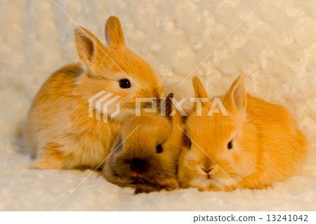 Netherlands Dwarf 13241042
