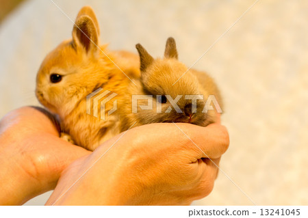 Netherlands Dwarf 13241045