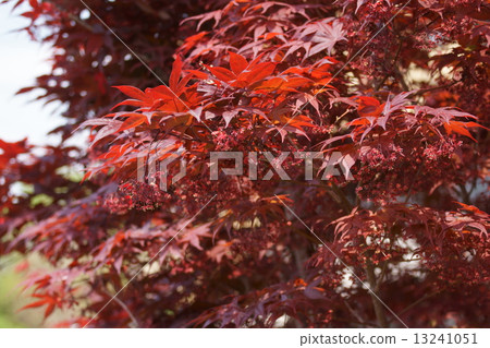 Maple breeds are rarely Nomura (Shojo Nomura) Young leaves are also red purple. 13241051