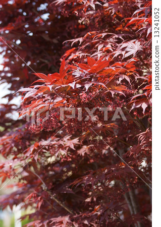Maple breeds are rarely Nomura (Shojo Nomura) Young leaves are also red purple. Maple breeds are rarely Nomura (Shojo Nomura) Young leaves are also red purple. 13241052