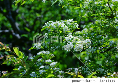 My name is Kamutsu Kamatsuka. 13241445