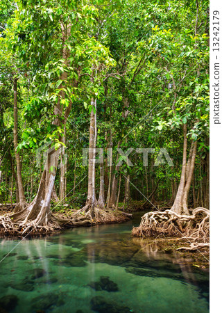 Tha Pom, the mangrove forest in Krabi, Thailand Tha Pom, the mangrove forest in Krabi, Thailand 13242179