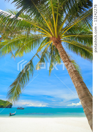 Beach and Coconut palm, Angthong national park island,Thailand 13242276