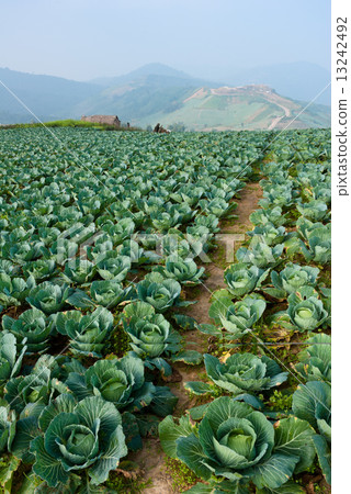 Cabbage field in thailand 13242492