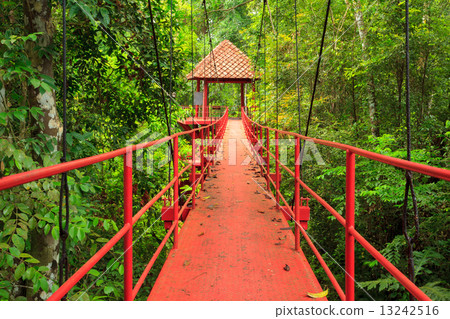Bridge to the jungle,Trang,Thailand 13242516