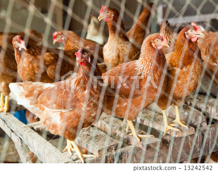 Red chicken in country side farm Red chicken in country side farm 13242542