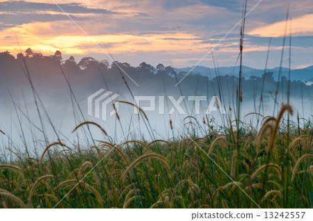 Misty grass field at sunset 13242557